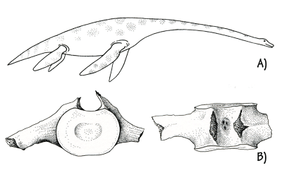 Figure 3.25: A) Reconstruction of a plesiosaur in life. Some plesiosaurs reached 15 meters (50 feet) long. B) Plesiosaur vertebrae. About 20 cm (8 inches) across.