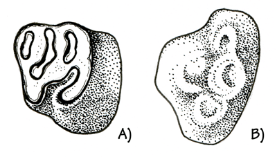 Figure 3.38: Miocene rodent teeth from the Texas Coastal Plain. 