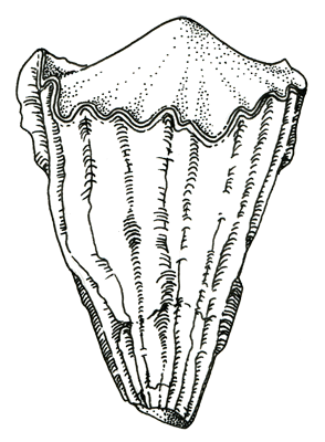 Figure 3.9: Rudists were unusual cone- or cylinder-shaped bivalves that clustered together in reef-like structures and went extinct at the end of the Mesozoic era. They ranged in size from a few centmeters to more than 50 centmeters (1.5 feet) tall.