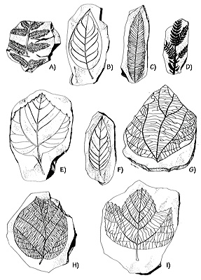 Figure 3.41: Idealized illustrations of fossil angiosperm plants from the late Cretaceous and early Paleogene of the San Juan Basin of northern New Mexico. A). Osmunda, leaf size 20–150 centimeters (8–59 inches). B) Carya, leaflets 20–36 centimeters (8–14 inches). C) Allantodiopsis, leaf size 5–17 centimeters (6–7 inches). D) Sequoia, individual leaves approximately 0.65 centimeters (0.25 inches) long. E) Platanus, 20 centimeters (8 inches). F) Magnolia, 15–17 centimeters (6–7 inches). G and H) Ficus, approximately 7.5 centimeters (3 inches). I) Cissus, 20 centimeters (8 inches).
