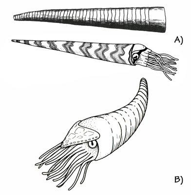Figure 3.6: Cephalopods.