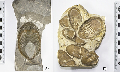 Figure 3.9: Ordovician trilobites. A) Isotelus iowensis, Missouri. B) Homotelus bromidensis, Oklahoma. 