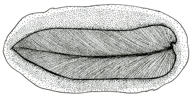 Figure 3.23: <em class='sp'>Neuropteris</em>, a seed fern in a Mazon Creek nodule. Length about 9 cm (4 inches).
