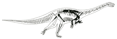 Figure 3.23: The early sauropod dinosaur Seitaad ruessi from the Navajo Sandstone of Utah, approximately 4 meters (12 feet) long. This skeleton is reconstructed, and only the black bones are known from fossils.