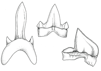 Figure 3.26: Cretaceous shark teeth from the west end of the Minnesota River valley in west-central Minnesota. Tooth on far left about 2.5 cm (1 inch) long.