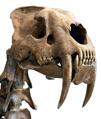 Figure 3.34: The skull of <em class='sp'>Smilodon fatalis</em>.