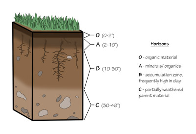 Figure 7.2: A typical soil profile shows the transition from the parent material (horizon C) to the highly developed or changed horizons (O through B). Not every soil profile will have all the horizons present.