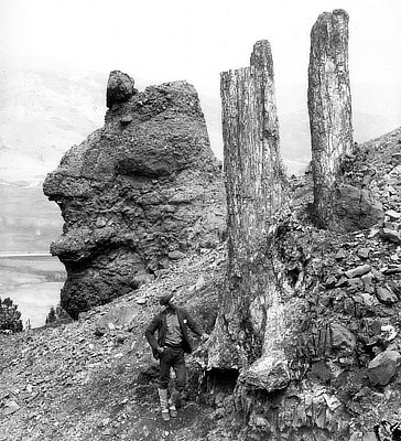 Figure 3.58: Specimen Ridge, overlooking the Lamar River, Yellowstone National Park, Wyoming. These fossil tree trunks are preserved in the position they occupied when they were alive, around 48 million years ago during the Eocene epoch, before they were buried suddenly in a volcanic eruption. This photo was taken around the year 1887. Note man standing at bottom for scale. 