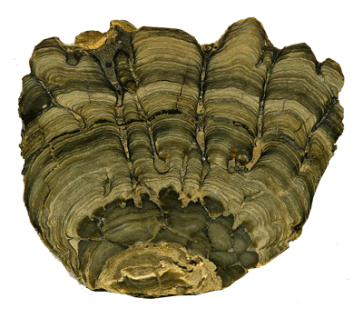 A stromatolite from the Green River Formation (Eocene) of southwestern Wyoming.