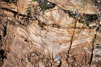 Figure 2.20: Stromatolite in metamorphosed Proterozoic dolostone from the Nash Formation, Medicine Bow Range, Wyoming. 