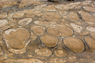 Figure 3.51: Stromatolites lie exposed on the surface of the Grinnell Glacier cirque in Glacier National Park, Montana. These fossils were previously covered by ice and have only recently been exposed. Large specimens are greater than 0.6 meters (2 feet) in diameter.