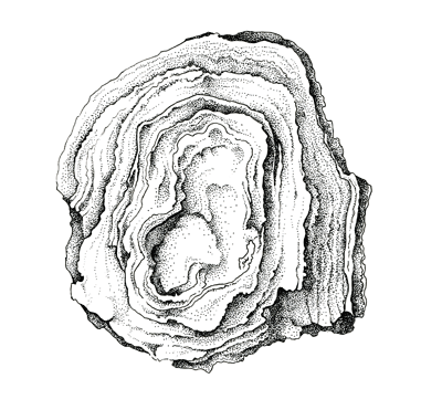Figure 3.17: Stromatoporoid sponge. About 30 cm (1 foot) across.