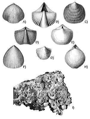 Figure 3.49: Devonian brachiopods from the Basin and Range region. A) Camarotechia, 3 centimeters (1.2 inches) wide. B) Allanaria, 3 centimeters (1.2 inches) wide. C) Rhipodomella, 3 centimeters (1.2 inches) wide. D) Cyrtiopsis, 3 centimeters (1.2 inches) wide. E) Ambothyris, 1 centimeter (0.4 inches) wide. F) Paurorhynchia, 3 centimeters (1.2 inches) wide. G) Atrypa, 1.5 centimeters (0.6 inches) wide. H) Stringocephalus, 3 centimeters (1.2 inches) wide. I) Cluster of Devonian brachiopods from Arizona (Schizophoria iowensis), approximately 20 centimeters (8 inches) wide. The original calcite shells have been replaced with silica.