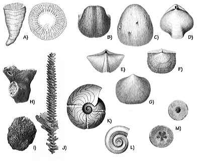 Figure 3.50: Carboniferous marine invertebrates from the Basin and Range. A) Solitary rugose coral, Caninia, side and top view, approximately 2.75 centimeters (1.08 inches) tall. B) Mississippian brachiopod, Inflatia inflatus, approximately 3 centimeters (1.2 inches) wide. C) Mississippian brachiopod, Ovatia (Linoproductus) ovatus, approximately 1.6 centimeters (0.6 inches) wide. D) Pennsylvanian brachiopod, Composita trilobata, approximately 2 centimeters (0.8 inches) wide. E) Mississippian brachiopod, Spirifer centronatus, approximately 3.5 centimeters (1.4 inches) wide. F) Pennsylvanian brachiopod, Derbya crassa, approximately 2.5 centimeters (1 inch) wide. G) Pennsylvanian brachiopod, Schizopora texana, approximately 2.5 centimeters (1 inch) wide. H) Bryozoan, Anisotrypa, approximately 2 centimeters (0.8 inches) tall. I) Bryozoan, Fenestella, approximately 2 centimeters (0.8 inches) tall. J) Bryozoan, Archimedes, approximately 5 centimeters (2 inches) tall. K) Ammonoid, Cravenoceras hesperium, approximately 1.75 centimeters (0.7 inches) in diameter. L) Gastropod, Euomphalus utahensis, approximately 1.3 centimeters (0.5 inches) diameter. M) Crinoid stem columnals, approximately 1 centimeter (0.4 inches) in diameter.