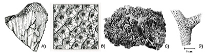 Figure 3.48: Silurian and Devonian corals from the Basin and Range region. A) Colonial tabulate coral, Favosites, approximately 12 centimeters (5 inches) wide. B) Colonial rugose coral, Hexagonaria (polished section), individual corallites approximately 12 millimeters (0.4 inches) in diameter. C) Fossil assemblage consisting of the corals Diphyllum and Syringopora, and stromatoporoid sponge; approximately 20 centimeters (8 inches) wide. D) Branching tabulate coral, Cladopora.