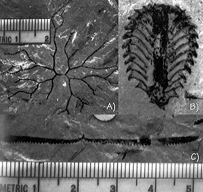 Figure 3.46: Graptolites from the Basin and Range region. A) Didymograptus, scale in centimeters. B) Phyllograptus, approximately 3.5 centimeters (1.4 inches) long. C) Clonograptus, scale in centimeters.