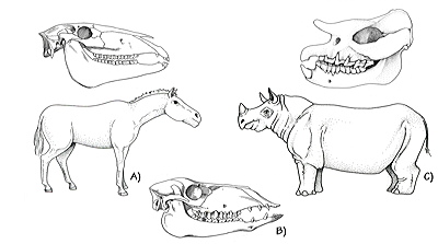 Figure 3.57: Mammals of the Basin and Range region. A) Horse, Equus simplicidens, skull and reconstruction, height 110–145 centimeters (43–57 inches) at the shoulder. B) Camel, Procamelus, skull, approximately 28 centimeters (11 inches) long. C) Rhinoceros, Teleoceras, skull and restoration, body approximately 4 meters (13 feet) long.