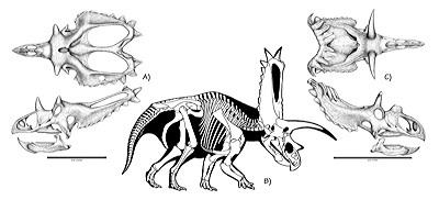 Figure 3.30: Cretaceous horned dinosaurs from the Colorado Plateau. A) Skull of Utahceratops, approximately 2.3 meters (7 feet) long. B) Skeletal reconstruction of Pentaceratops, approximately 6 meters (20 feet) long. C) Skull of Kosmoceratops, approximately 2 meters (6 feet) long.