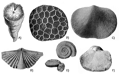 Figure 3.7: Mississippian marine fossils from the Redwall and Surprise Canyon formations. A) Solitary rugose coral, Zaphrentis, about 2.5 centimeters (1 inch) tall. B) Colonial rugose coral, Michelinia, about 4 centimeters (1.6 inches) wide. C) Brachiopod, Schizophoria, about 2.5 centimeters (1 inch) wide. D) Brachiopod, Punctospirifer, about 4 centimeters (1.6 inches) wide. E) Gastropod, Straparolus, about 1 centimeter (0.4 inches) wide. F) Brachiopod, Buxtonia, about 4 centimeters (2 inches) wide.