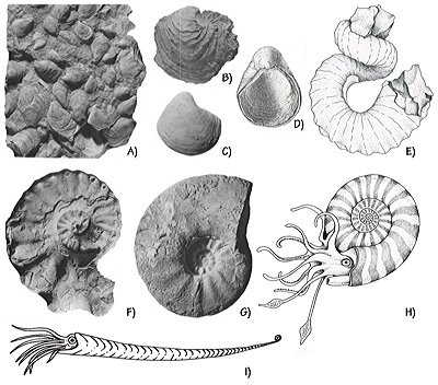 Figure 3.39: Cretaceous marine mollusks of the Mancos Shale and Dakota Group. A) Bivalve, Inoceramus sp., 10 centimeters (4 inches) wide. B) Bivalve, Exogyra trigeri, 8 centimeters (3 inches) wide. C) Bivalve, Exogyra laevis, 4 centimeters (1.5 inches) wide. D) Bivalve, Gryphaea newberryi, 4 centimeters (1.5 inches) wide. E) Heteromorph ammonite, Didymoceras, 15 centimeters (6 inches) wide. F) Ammonite, Plesiacanthoceras, 15 centimeters (6 inches) in diameter. G) Ammonite, Paracompsoceras, 20 centimeters (8 inches) in diameter. H) Restoration of a living ammonite. I) Restoration of an orthocone cephalopod, Baculites, usually 3–4 centimeters (2 inches) in diameter and up to 60 centimeters (2 feet) long.