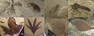Figure 3.64: Fossil insects and plants from the Green River Formation of Utah and Colorado. A) Unidentified beetle, about 1 centimeter (0.4 inches) long. B) Beetle (weevil), 13 millimeters (0.5 inches) long. C) Scorpionfly, 2.5 centimeters (1 inch) long. D) Robber fly, 11 millimeters (0.4 inches) long. E) Maple leaf, Acer sp., 6.25 centimeters (2.5 inches) wide. F) Planetree leaf, Platanus wyomingensis, 14.5 centimeters (5.7 inches) wide. G) Poplar leaf, Populus willmattae, 7.3 centimeters (2.9 inches) long. H) Legume leaf, Leguminosites lesquereuxiana, 3 centimeters (1.2 inches) wide.