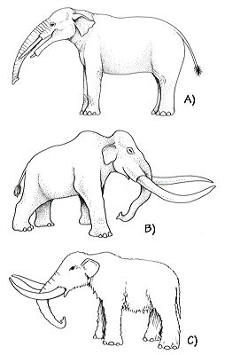 Figure 3.59: Restorations of A) Gomphotherium, approximately 2.3 meters (7.5 feet) high at the shoulder. B) Columbian mammoth, Mammuthus columbi, approximately 4 meters (13 feet) high at the shoulder. C) American mastodon, Mammut americanum, approximately 2.3 meters (7.5 feet) high at the shoulder.