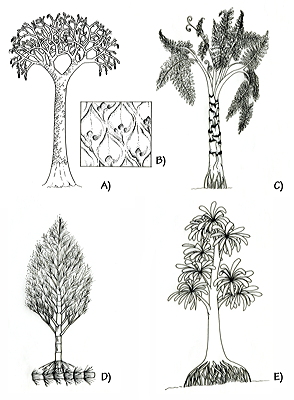Figure 3.9: Restorations of Pennsylvanian coal swamp plants. A) Lepidodendron, a lycopod (club moss), reached 30 meters (100 feet) tall. B) Close-ups of leaf scars on a Lepidodendron trunk. C) Medullosa, a tree fern, reached 10 meters (35 feet) tall. D) Calamites, a sphenopsid (horsetail), reached 20 meters (65 feet) tall. E) Cordaites, a gymnosperm seed plant, reached 10 meters (35 feet) tall.