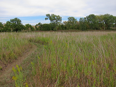 Figure 8.17: Tallgrass Prairie National Preserve near Strong City, Kansas. This type of grassland is a typical environment for the formation of Mollisols. Today, most of it has been converted for use in agriculture.