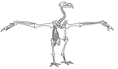 Figure 3.11: Skeleton of <em class='sp'>Teratornis</em>, a giant predatory/scavenging bird similar to a modern condor.