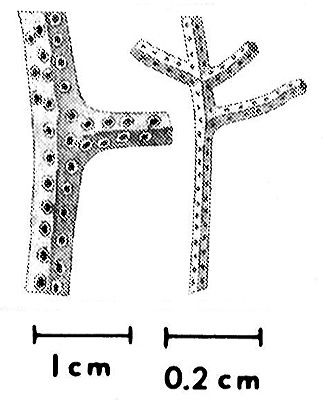 Figure 3.47: Thamnopora, a Devonian bryozoan from Utah.