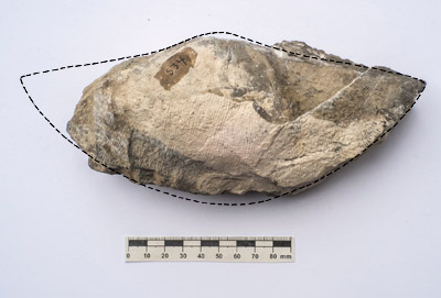 Figure 3.5: Specimen of the giant brachiopod <em class='sp'>Titanaria</em>, from the Mississippian of Oregon. The specimen is slightly broken; the dotted line shows its reconstructed size and shape. This specimen, from the collections of the National Museum of Natural History, Smithsonian Institution, in Washington, DC, is one of the largest brachiopod fossils in the world.