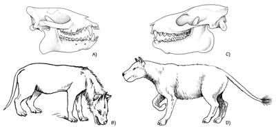 Figure 3.65: Uinta Formation mammals. A) Skull of the phenacodont Tetraclaenodon, approximately 23 centimeters (9 inches) long. B) Restoration of the creodont Hyaenodon, approximately 2 meters (6 feet) long. C) Skull of the artiodactyl Protoreodon, approximately 17 centimeters (6.7 inches) long. D) Restoration of Protoreodon, approximately 70 centimeters (28 inches) long.