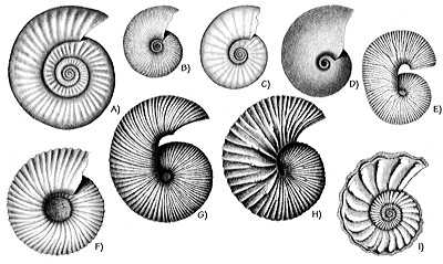 Figure 3.56: Mesozoic ammonoids of Utah. A) Columbites, Triassic, 4.75 centimeters (1.9 inches) in diameter. B) Anasibrites, Triassic, 2.5 centimeters (1 inch) in diameter. C) Flemingites, Triassic, 3 centimeters (1.2 inches) in diameter. D) Meekoceras, Triassic, 3 centimeters (1.2 inches) in diameter. E) Scaphites warreni, Cretaceous, 3 centimeters (1.2 inches) in diameter. F) Cadoceras, Jurassic, 5 centimeters (2 inches) in diameter. G) Scaphites ventricosus, Cretaceous, 4.75 centimeters (1.9 inches) in diameter. H) Clioscaphites vermiformis, Cretaceous, 4.75 centimeters (1.9 inches) in diameter. I) Colligniceras woolgari, Cretaceous, 3 centimeters (1.3 inches) in diameter.
