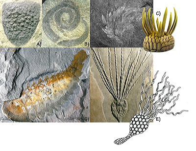 Figure 3.44: Exceptionally preserved Cambrian fossils from western Utah Lagerstätten. A) Sponge, Valospongia, approximately 17 centimeters (7 inches) tall. B) Worm, Wronascolex ratcliffei, approximately 12.5 centimeters (5 inches) long. C) Wiwaxia, fossil and reconstruction, approximately 3.6 centimeters (1.4 inches) long. Wiwaxia's classification is subject to debate, and it is currently classified as either an annelid or mollusk. D) Arthropod, Nettapezoura basilica, approximately 13.5 centimeters (5 inches) long. E) Echinoderm, Gogia, fossil and reconstruction, approximately 5 centimeters (2 inches) long. Gogia belongs to a primitive group of echinoderms known as eocrinoids, which existed from the Cambrian to Silurian periods.