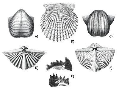Figure 3.53: Permian marine fossils of Utah. A) Brachiopod, Bathymyonia (Pustula) nevadensis, approximately 3.5 centimeters (1.4 inches) wide. B) Bivalve, Acanthopecten, approximately 2.6 centimeters (1.1 inches) wide. C) Brachiopod, Dictyoclostus bassi, approximately 9 centimeters (3.5 inches) wide. D) Brachiopod, Spiriferina (Punctospirifer) pulcher, approximately 5.25 centimeters (2 inches) wide. E) Conodont elements, approximately 0.4 millimeters long. F) Brachiopod, Neospirifer triplicatus, approximately 4 centimeters (1.6 inches) wide.