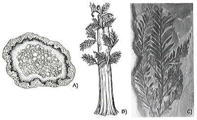 Figure 3.36: Cretaceous land plants of Utah. A) Cross-section of the tree fern Tempskya, approximately 30 centimeters (1 foot) wide. B) Reconstruction of the tree fern Tempskya. C) Fossil leaf of a redwood, Sequoia coneata, approximately 10 centimeters (4 inches) long, from eastern Utah. Sequoias were major contributors to Utah's coal beds.