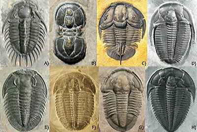 Figure 3.43: Trilobites from the middle Cambrian of western Utah. A) Kootenia spencei, approximately 6 centimeters (2 inches) long. B) Itagnostus interstictus, approximately 0.6 centimeters (0.2 inches) long. C) Genevievella granulata, approximately 3 centimeters (1.3 inches) long. D) Chancia ebdome, approximately 4 centimeters (1.6 inches) long. E) Athabaskia bithus, approximately 5 centimeters (2 inches) long. F) Elrathia kingii, approximately 2.5 centimeters (1 inch) long. G) Asaphiscus wheeleri, approximately 6 centimeters (2.4 inches) long. H) Amecephalus idahoense, approximately 5 centimeters (2 inches) long.