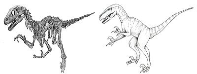 Figure 3.32: Skeleton and reconstruction of the theropod dinosaur Utahraptor, approximately 6.5 meters (20 feet) long.