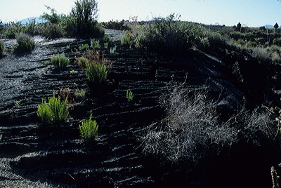 Figure 4.26: A characteristic ropy lava flow covers the ground at the Valley of Fires Recreation Area in New Mexico, directly adjacent to the Carrizozo Malpais.