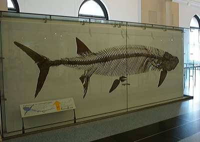 Figure 3.69: Skeleton of the giant Cretaceous fish Xiphactinus, about 5 meters (16 feet) long.