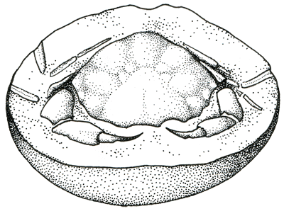 Figure 3.28: The crab <em class='sp'>Zanthopsis vulgaris</em>, preserved in a concretion from Oligocene strata in Vernonia, Oregon. Specimen is about 10 centimeters (4 inches) wide.
